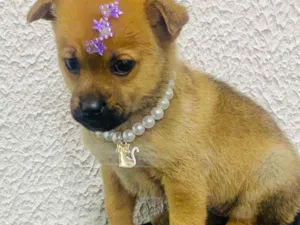 Cachorro raça  idade Abaixo de 2 meses nome Alice 