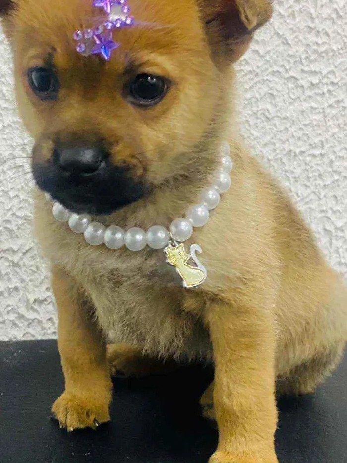 Cachorro ra a  idade Abaixo de 2 meses nome Alice