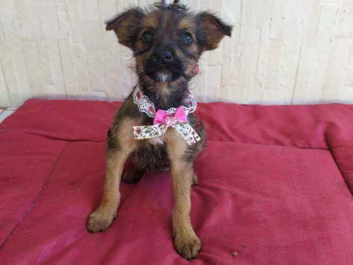Cachorro ra a Vira-latas idade 2 a 6 meses nome Sem nome