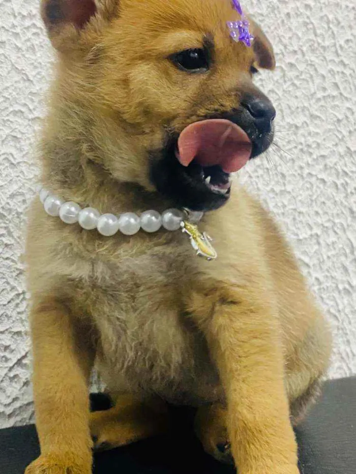 Cachorro ra a  idade Abaixo de 2 meses nome Alice