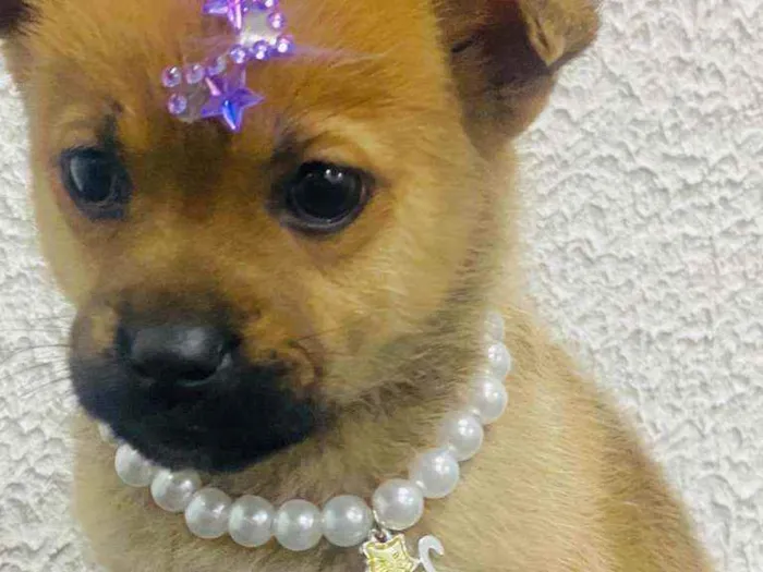 Cachorro ra a  idade Abaixo de 2 meses nome Alice