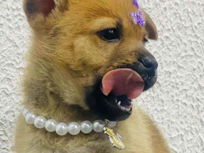 Cachorro ra a  idade Abaixo de 2 meses nome Alice