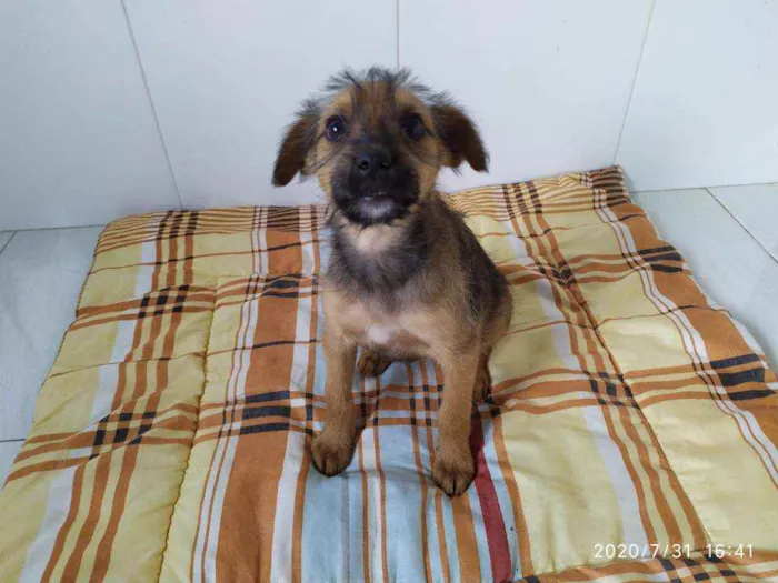 Cachorro ra a Vira-latas idade 2 a 6 meses nome Sem nome