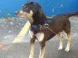 OTTO (provisório)