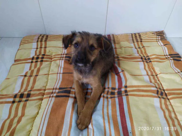 Cachorro ra a Vira-latas idade 2 a 6 meses nome Sem nome