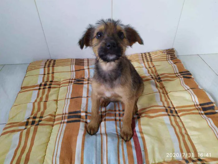 Cachorro ra a Vira-latas idade 2 a 6 meses nome Sem nome
