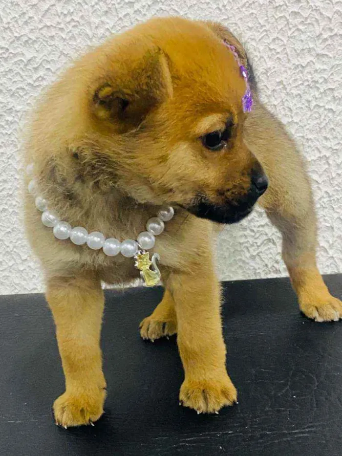 Cachorro ra a  idade Abaixo de 2 meses nome Alice