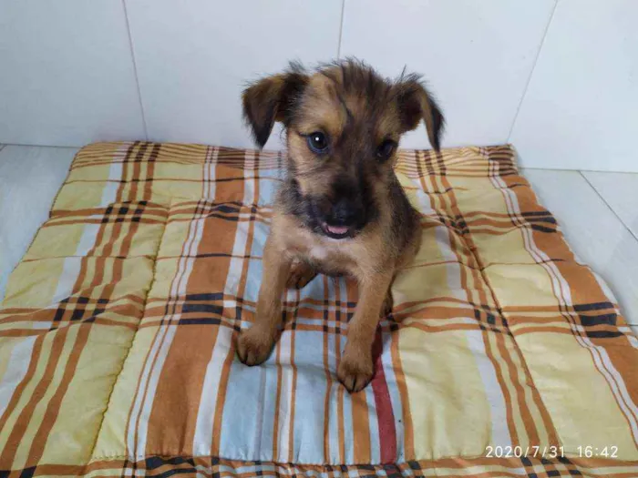 Cachorro ra a Vira-latas idade 2 a 6 meses nome Sem nome