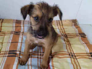 Cachorro raça Vira-latas idade 2 a 6 meses nome Sem nome