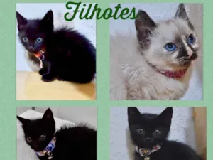 Gato raça Srd idade Abaixo de 2 meses nome Filhotes gatinhos 