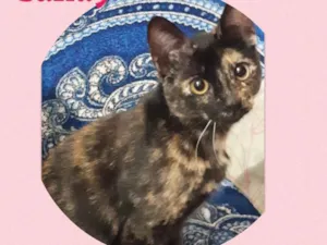 Gato raça Srd idade 2 a 6 meses nome Sandy