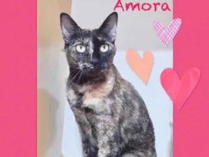 Gato raça Srd  idade 1 ano nome Amora 