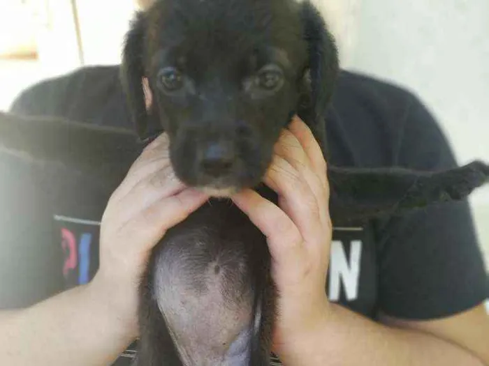 Cachorro ra a Misturada labrador com cocker  idade Abaixo de 2 meses nome A escolher 