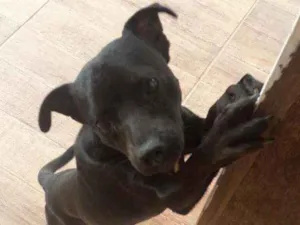 Cachorro raça Indefinida  idade 2 anos nome Blackout 