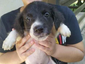 Cachorro raça Misturada labrador com cocker  idade Abaixo de 2 meses nome A escolher 