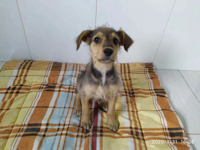 Cachorro ra a Vira-latas idade 2 a 6 meses nome Sem mome