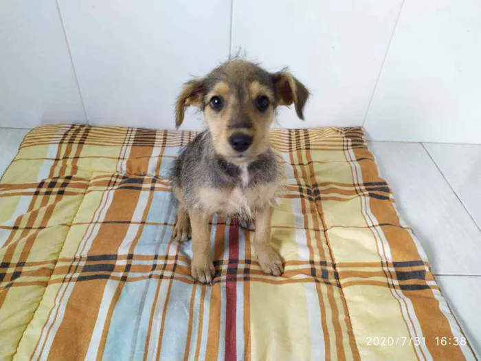 Cachorro ra a Vira-latas idade 2 a 6 meses nome Sem mome