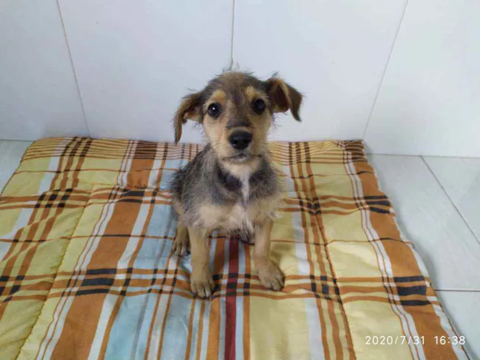 Cachorro ra a Vira-latas idade 2 a 6 meses nome Sem mome