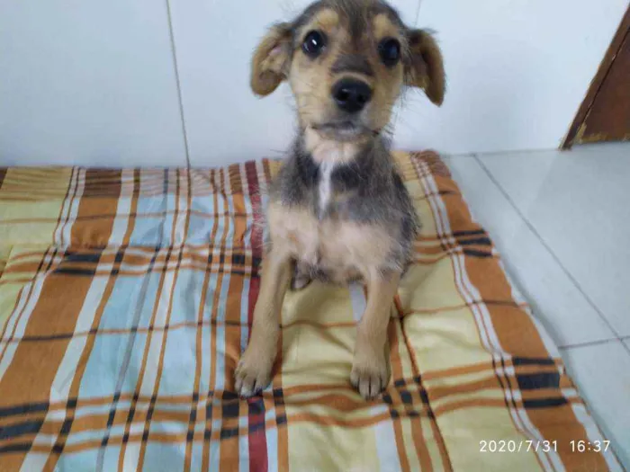 Cachorro ra a Vira-latas idade 2 a 6 meses nome Sem mome