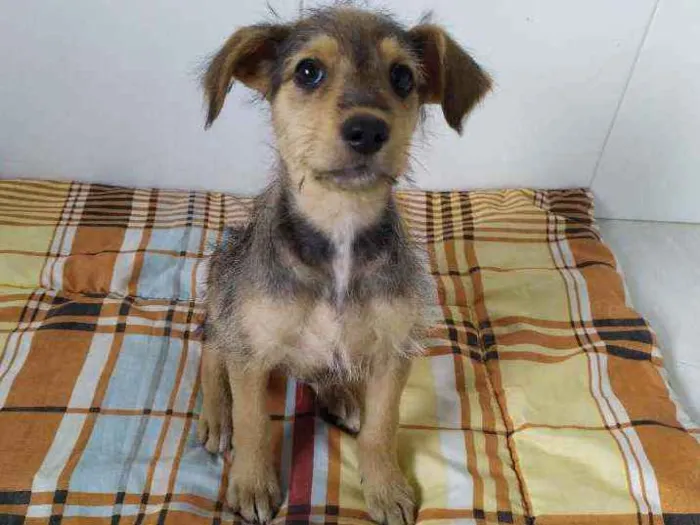 Cachorro ra a Vira-latas idade 2 a 6 meses nome Sem mome