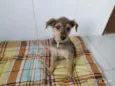 Sem mome