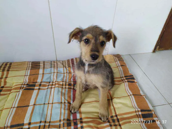 Cachorro ra a Vira-latas idade 2 a 6 meses nome Sem mome