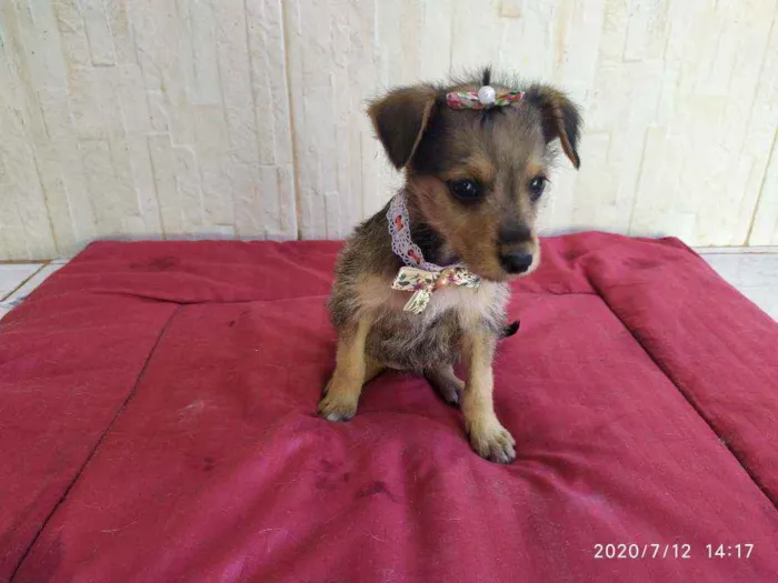 Cachorro ra a Vira-latas idade 2 a 6 meses nome Sem mome