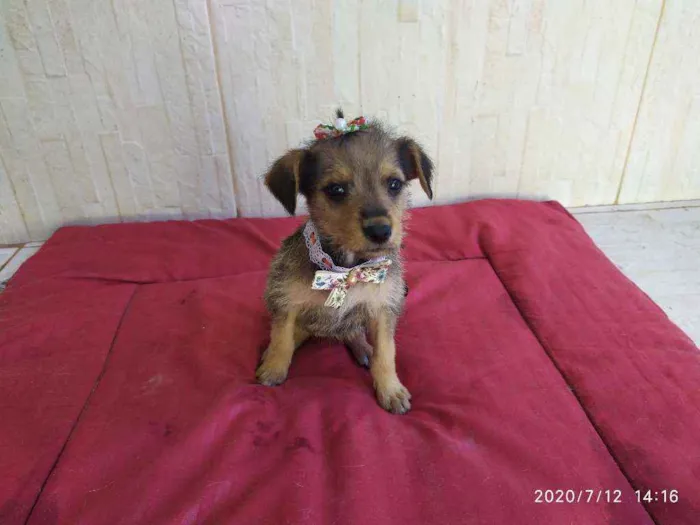 Cachorro ra a Vira-latas idade 2 a 6 meses nome Sem mome