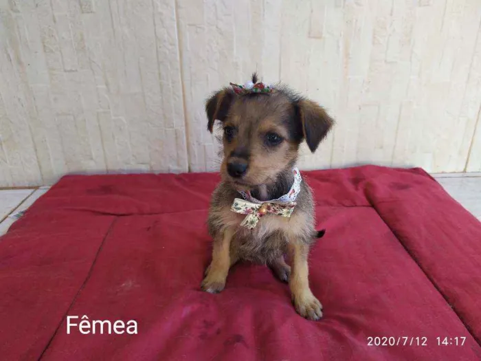 Cachorro ra a Vira-latas idade 2 a 6 meses nome Sem mome