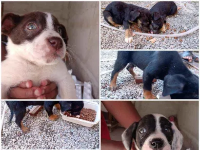 Cachorro raça Labrador c Pitbull idade 2 a 6 meses nome Não tem