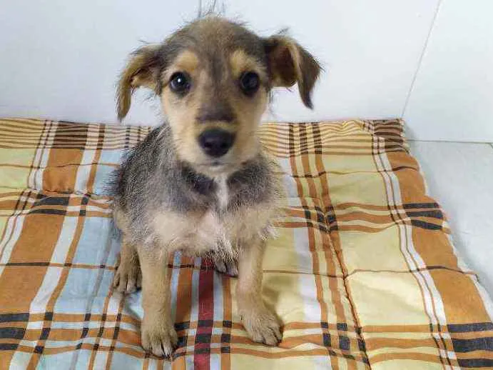 Cachorro ra a Vira-latas idade 2 a 6 meses nome Sem mome