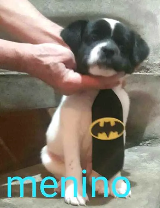 Cachorro ra a  idade Abaixo de 2 meses nome Filhotes Sueli