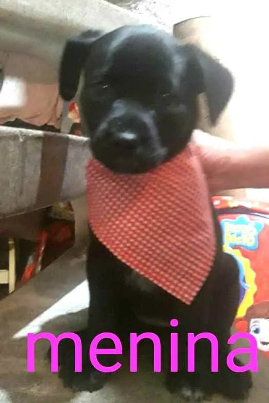 Cachorro ra a  idade Abaixo de 2 meses nome Filhotes Sueli