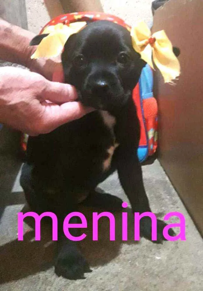 Cachorro ra a  idade Abaixo de 2 meses nome Filhotes Sueli