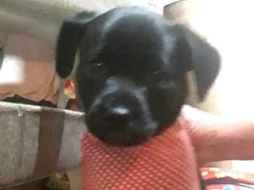 Cachorro ra a  idade Abaixo de 2 meses nome Filhotes Sueli