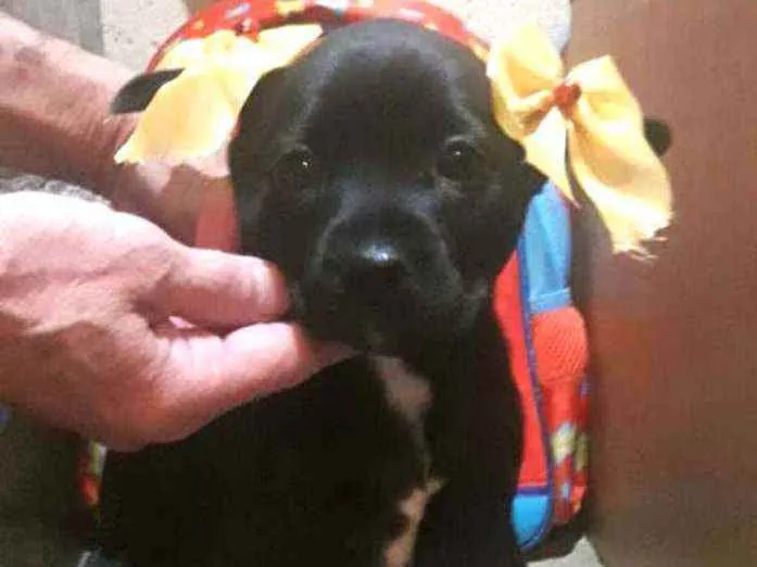 Cachorro ra a  idade Abaixo de 2 meses nome Filhotes Sueli