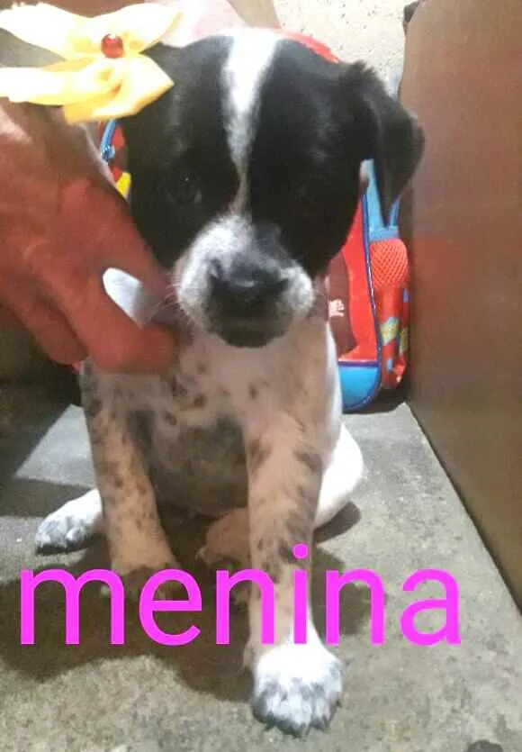 Cachorro ra a  idade Abaixo de 2 meses nome Filhotes Sueli