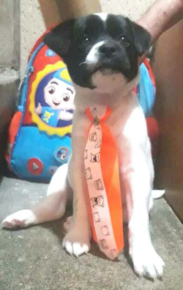 Cachorro ra a  idade Abaixo de 2 meses nome Filhotes Sueli