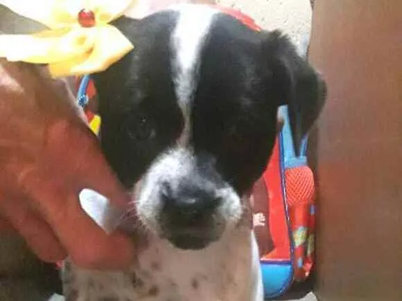 Cachorro ra a  idade Abaixo de 2 meses nome Filhotes Sueli