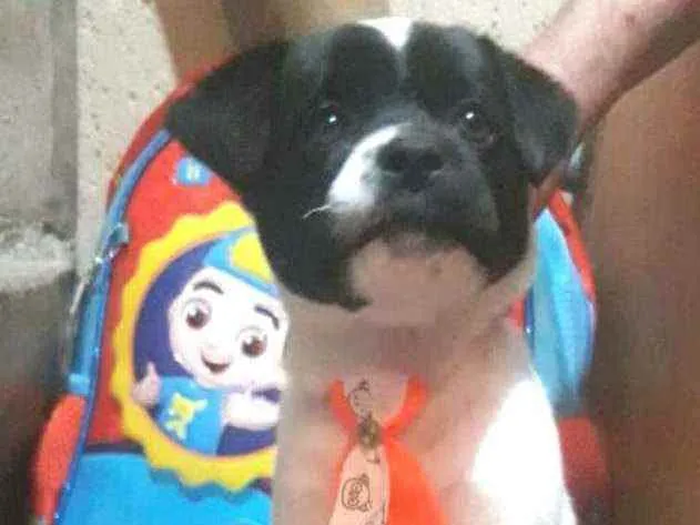 Cachorro ra a  idade Abaixo de 2 meses nome Filhotes Sueli