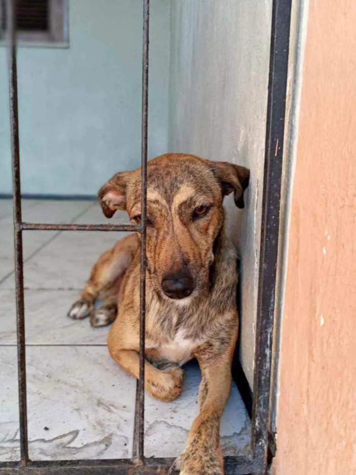 Cachorro ra a Srd idade 7 a 11 meses nome Leona