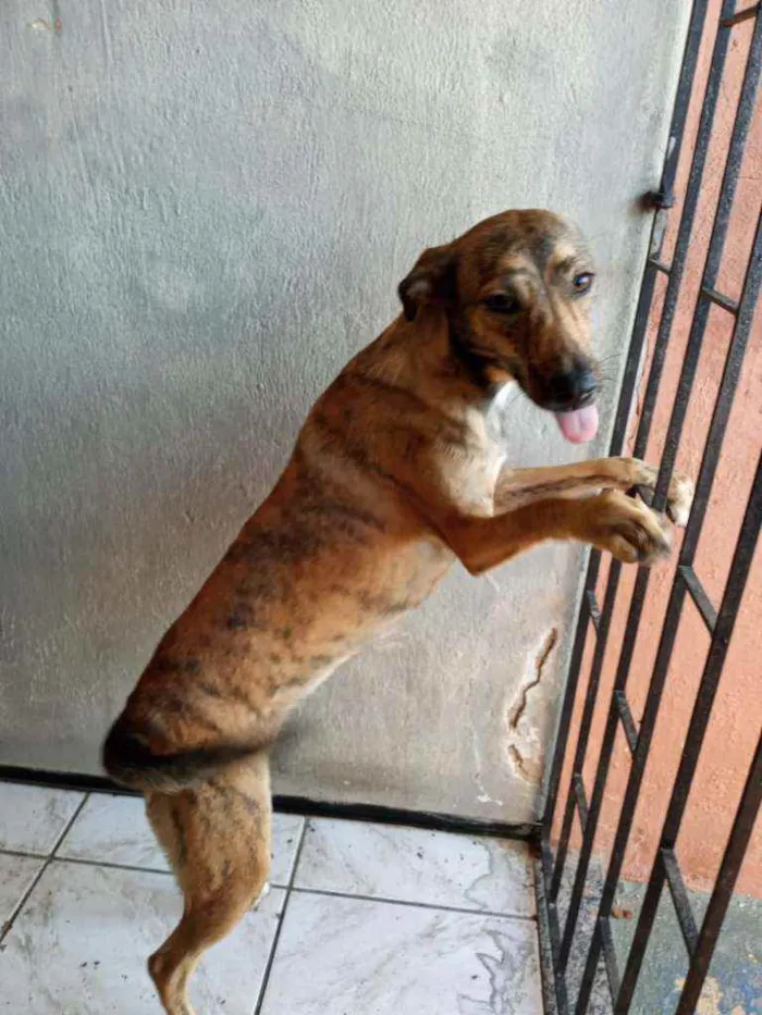 Cachorro ra a Srd idade 7 a 11 meses nome Leona