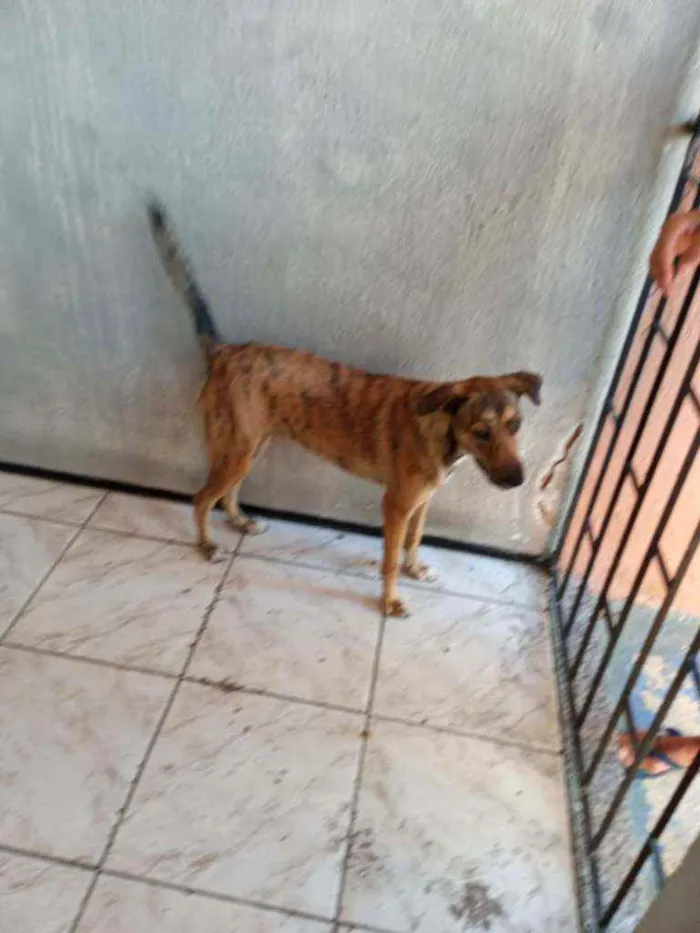 Cachorro ra a Srd idade 7 a 11 meses nome Leona