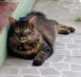 Tchuquinho