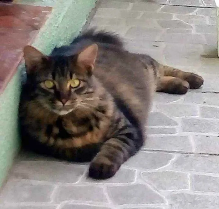 Gato ra a SRD idade 2 anos nome Tchuquinho