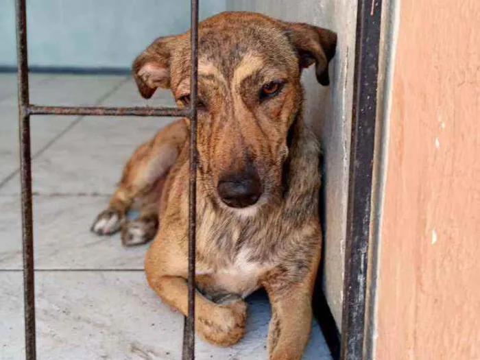 Cachorro ra a Srd idade 7 a 11 meses nome Leona