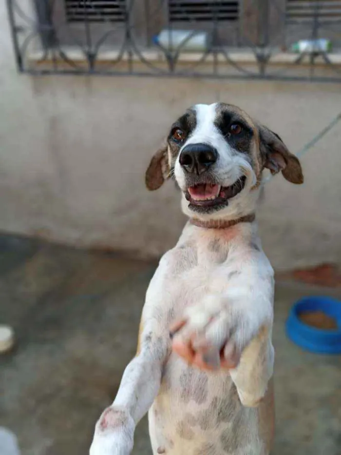 Cachorro ra a Srd idade 7 a 11 meses nome Estrela