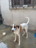 Estrela