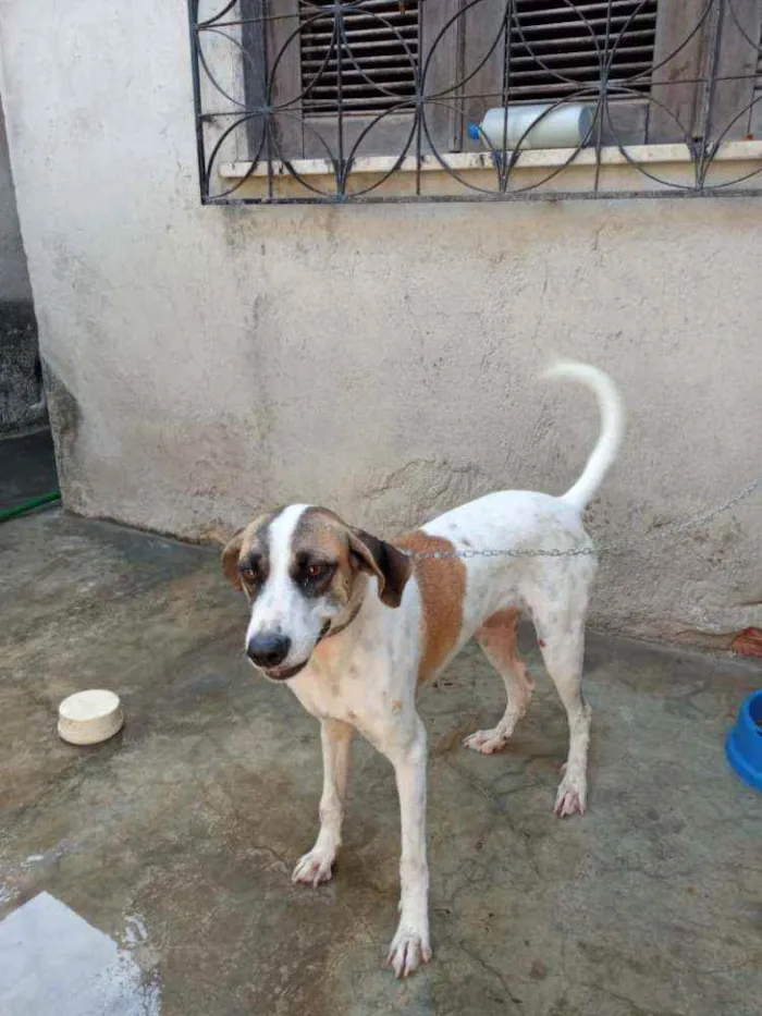 Cachorro ra a Srd idade 7 a 11 meses nome Estrela