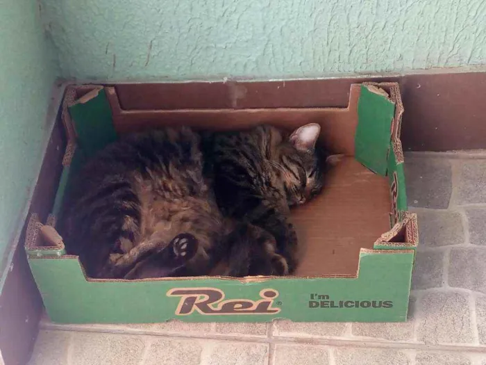 Gato ra a SRD idade 2 anos nome Tchuquinho